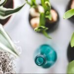 House-plants
